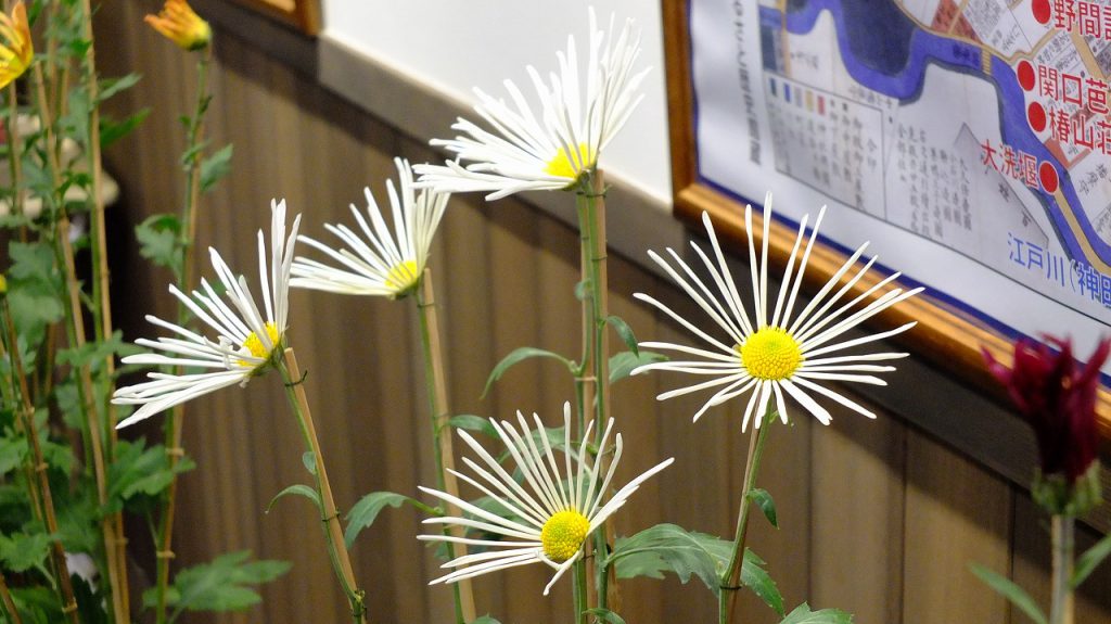 肥後菊の展示が始まりました – 肥後細川庭園