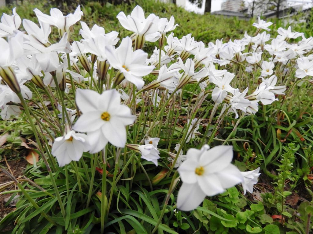 庭園の白い花 肥後細川庭園